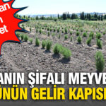 Ormandan gelen servet doganin sifali meyveleri koylunun gelir kapisi oldu mlAb5Qfc